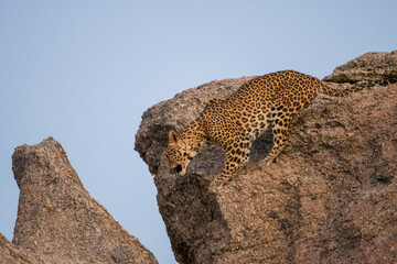 A leopard prepares to jump in the granite hills of Bera in Rajasthan, India