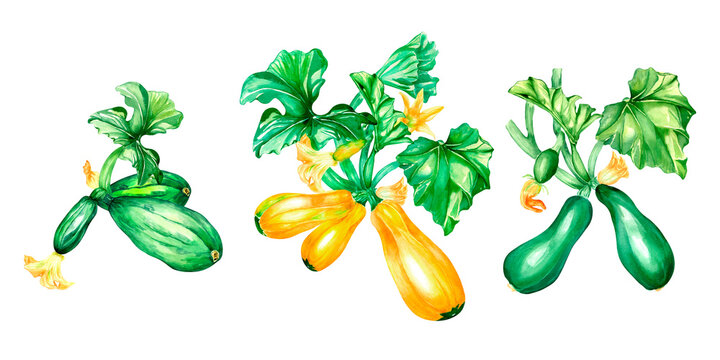 Board of squashe plants watercolor illustration on white.