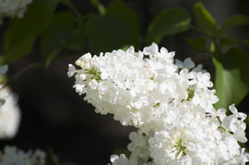 Close-Up of big purple, pink, blue, white lilac branch blooms on blurred background. Summer time bouquet of tender tiny flowers. Soft selective focus on delicate natural flowers on spring green bush