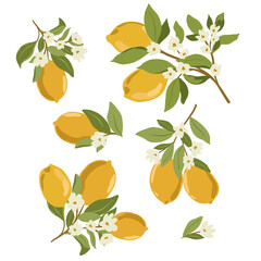 Isolated vector hand drawn fruits on white background. Vector illustration of lemon fruit branches with ripe fruits, blooms and leaves.