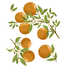 Isolated vector hand drawn fruits on white background. Vector illustration of cherry fruit branches with ripe fruits, blooms and leaves.