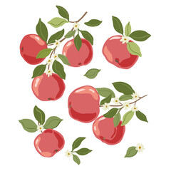 Isolated vector hand drawn fruits on white background. Vector illustration of apple fruit branches with ripe fruits, blooms and leaves.