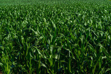 Beautiful scenery in rural countryside environment over the green cornfield during the day. Natural landscape environment. Agriculture concept, Slovakia, Europe