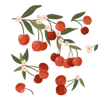 Isolated vector hand drawn fruits on white background. Vector illustration of cherry fruit branches with ripe fruits, blooms and leaves.