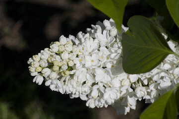 Close-Up of big purple, pink, blue, white lilac branch blooms on blurred background. Summer time bouquet of tender tiny flowers. Soft selective focus on delicate natural flowers on spring green bush