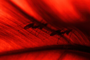 close-up of weaver ants colony on red leaf