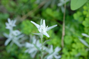 edelweiss