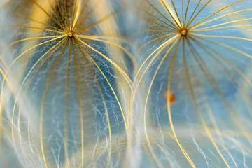  close-up of dandelion seeds on blurred background, airy and fluffy wallpaper, fluff fragments, dandelion fluff wallpaper, macro © ANDA