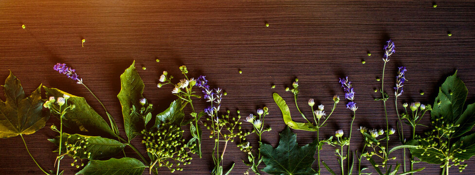 Long narrow banner or background. summer concept. Flowers and herbs on a brown wooden background.