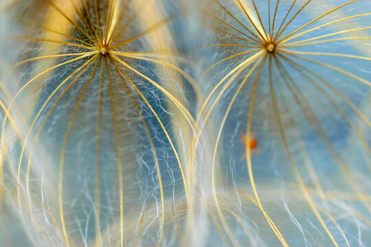 close-up of dandelion seeds on blurred background, airy and fluffy wallpaper, fluff fragments, dandelion fluff wallpaper, macro © ANDA