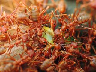 close-up of weaver ants colony caught the caterpillar