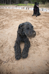 wet black dog at beach