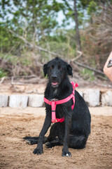 wet black dog at beach