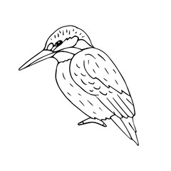 Obraz premium Vector hand drawn doodle sketch kingfisher isolated on white background