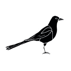 Vector hand drawn doodle sketch black magpie bird isolated on white background