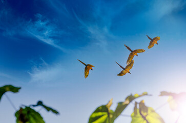 Ara ararauna, guacamayos paradisíacos en libertad volando sobre la selva amazónica - Reserva nacional Pacaya Samiria, Peru, Amazonia © steli[ο]rama