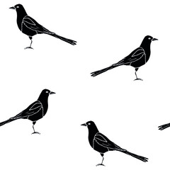 Vector seamless pattern of hand drawn doodle sketch black magpie bird isolated on white background