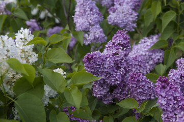 Close-Up of big purple, pink, blue, white lilac branch blooms on blurred background. Summer time bouquet of tender tiny flowers. Soft selective focus on delicate natural flowers on spring green bush