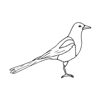 Vector hand drawn doodle sketch magpie bird isolated on white background