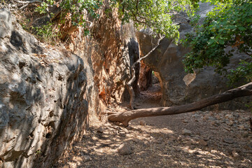 Obraz premium Passage through the gorge to the ruins of the Monfort fortress, located on a high hill overgrown with forest, not far from Shlomi city, in the Galilee, in northern Israel