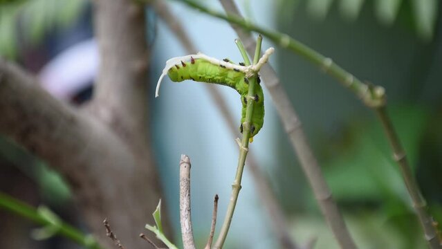The green caterpillar eats the leaves fully, waiting for the transformation into a butterfly.