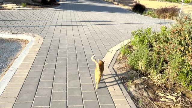 Beautiful ginger cat with giant shadow walking forward on alley at slow motion