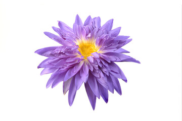 Close up of  beautiful purple water lily blooming isolated on white