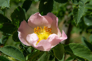 Heckenrose, Blüte
