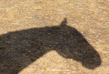 Pferdekopf, Silhouette