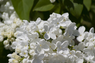 Close-Up of big purple, pink, blue, white lilac branch blooms on blurred background. Summer time bouquet of tender tiny flowers. Soft selective focus on delicate natural flowers on spring green bush