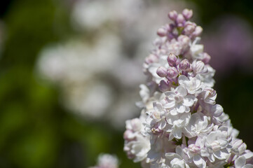 Close-Up of big purple, pink, blue, white lilac branch blooms on blurred background. Summer time bouquet of tender tiny flowers. Soft selective focus on delicate natural flowers on spring green bush