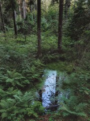 stream in the forest