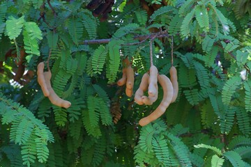 Brown raw tamarind pods on the tree