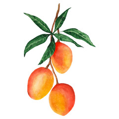 Three Ripe mango on a tree branch with leaves. Isolated illustration on white.Watercolor hand drawn exotic food