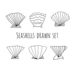 Seashells drawn vector set. Marine decorative collection - 515167645