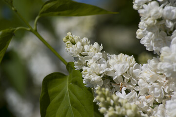 Close-Up of big purple, pink, blue, white lilac branch blooms on blurred background. Summer time bouquet of tender tiny flowers. Soft selective focus