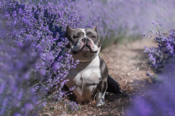 American bully in a lavender field