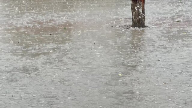 A lot of heavily rain on the soil of the crops on the farm. Slow motion of raindrops. Rainy or typhoon season. Extreme weather caused by global warming