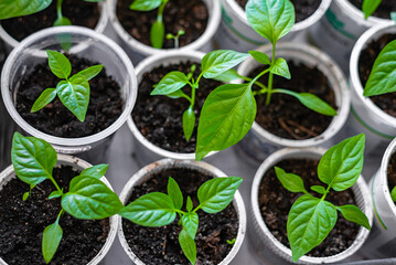 Home gardening close-up pepper seedlings in white pots, growing plants