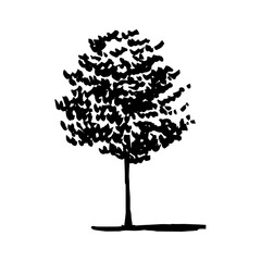 Hand drawn walnut tree ink sketch. Vector walnut tree illustration