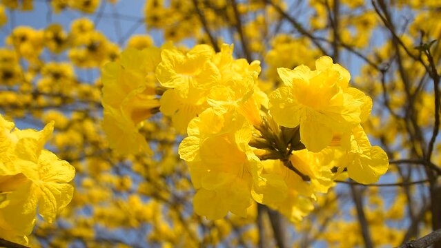 yellow flower Golden Tree , Yellow Trumpet Tree Scientific name Tabebuia chrysantha Nichols English called Golden Tree or Tallow Pui, flowers bloom yellow