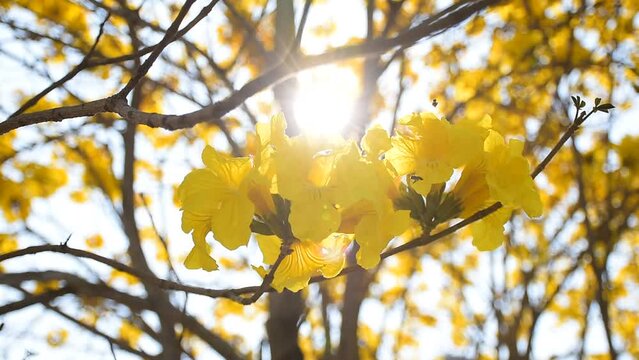 yellow flower Golden Tree , Yellow Trumpet Tree Scientific name Tabebuia chrysantha Nichols English called Golden Tree or Tallow Pui, flowers bloom yellow