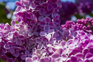Close-Up of big purple, pink, blue, white lilac branch blooms on blurred background. Summer time bouquet of tender tiny flowers. Soft selective focus