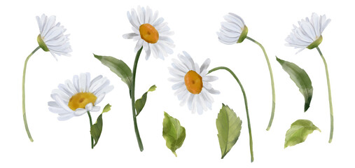 Chamomile flowers isolated on white background, hand drawn watercolor illustration