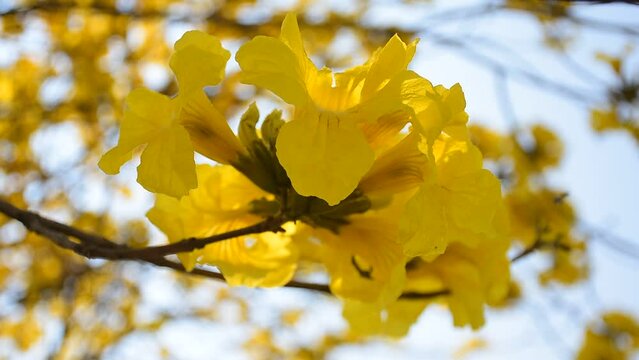 yellow flower Golden Tree , Yellow Trumpet Tree Scientific name Tabebuia chrysantha Nichols English called Golden Tree or Tallow Pui, flowers bloom yellow