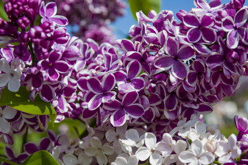 Close-Up of big purple, pink, blue, white lilac branch blooms on blurred background. Summer time bouquet of tender tiny flowers. Soft selective focus