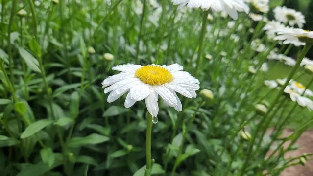 Close up of daisy isolated in the rain. Water drops falling off the petals. 