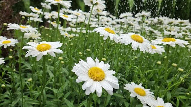 Daisies in a field in a rain shower. Water drops on the petals. A slow-motion video captures raindrops gently falling on a serene field of daisies, highlighting each droplet's delicate impact.