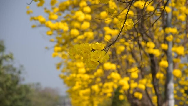 yellow flower Golden Tree , Yellow Trumpet Tree Scientific name Tabebuia chrysantha Nichols English called Golden Tree or Tallow Pui, flowers bloom yellow