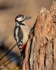 Great Spotted Woodpecker - female - in the wet forest in winter